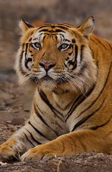Best of Madhya Pradesh Tour Packages