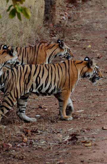 Best of Madhya Pradesh Tour Packages