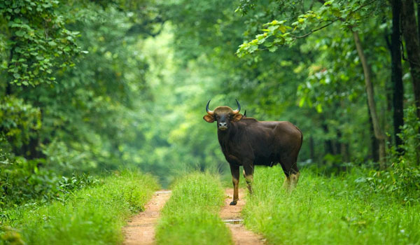 Barnawapara Wildlife Sanctuary Chhattisgarh