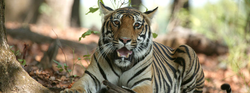 Guru Ghasidas National Park Chhattisgarh